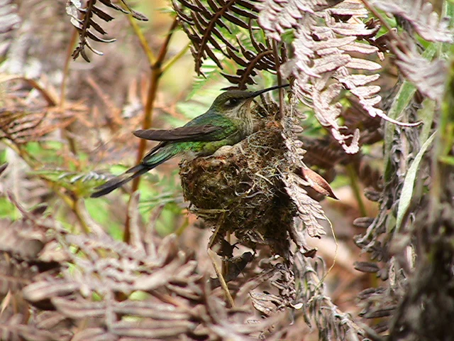 Marvelous Spatuletail female on nest. Photo courtesy of ECOAN.