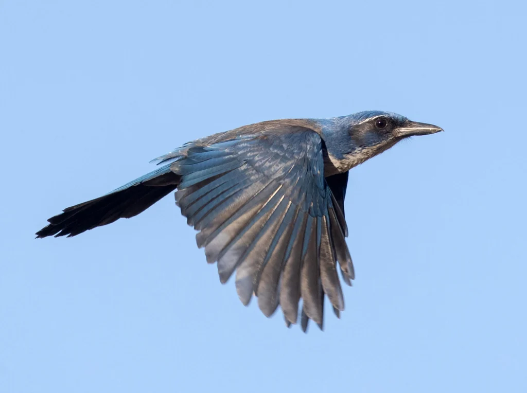 Island Scrub-Jay in flight. Photo by Ian Davies, Macaulay Library at the Cornell Lab of Ornithology.