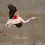 James's Flamingo in flight. Photo by Adrian Grilli, Macaulay Library at the Cornell Lab of Ornithology