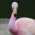 James's Flamingo by Tom Meaker, Shutterstock