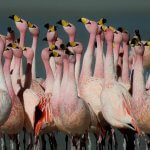 James's Flamingos by Diego Del Carpio, Macaulay Library at the Cornell Lab of Ornithology
