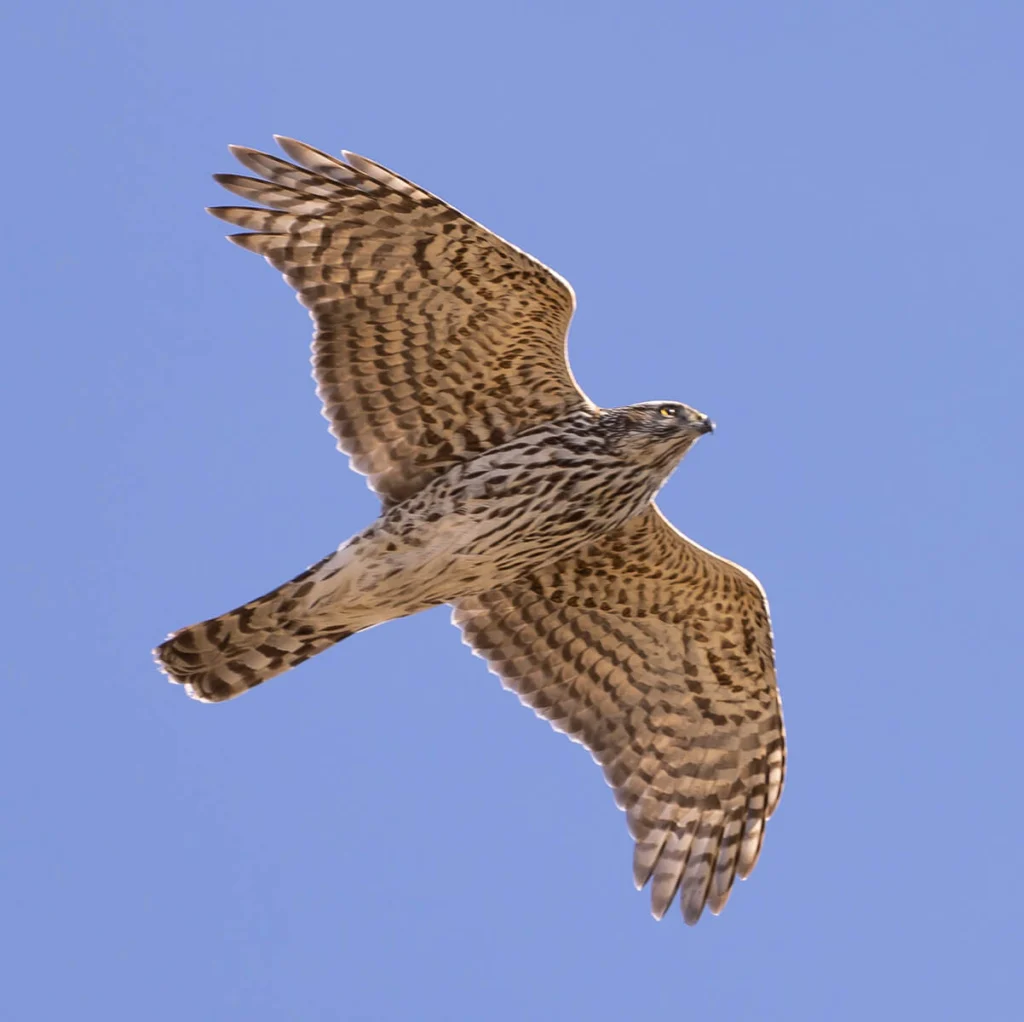 Juvenile American Goshawk in flight