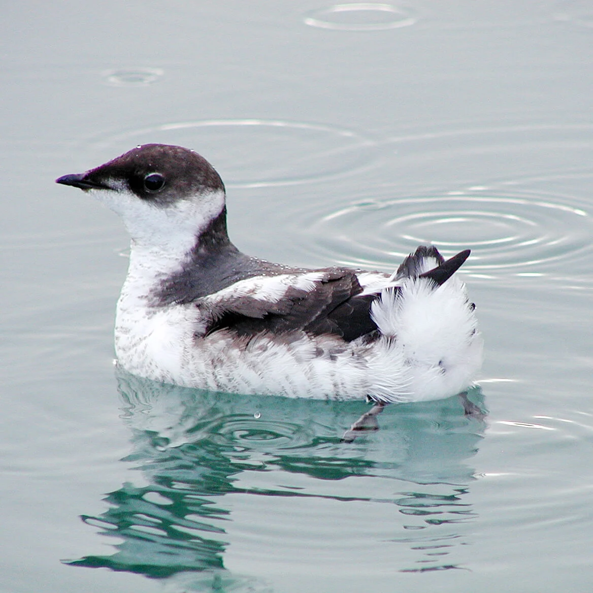 Juvenile Marbled Murrelet. Photo by Rich MacIntosh, USFWS.