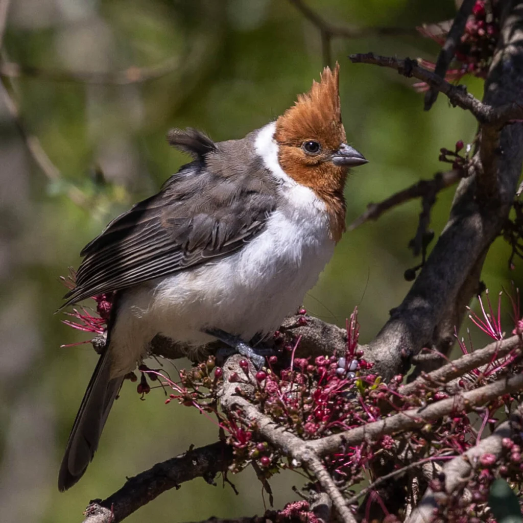 Juvenile Red-crested Cardinal. Photo by Jacques Jobin, Macaulay Library at the Cornell Lab of Ornithology.