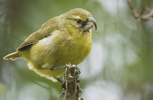 Jordan Rutter Birder One Small Bird Provides Glimmer of Hope for Saving a Species - American ...