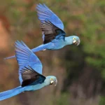 Alliance for Zero Extinction Initiative Fund Continues to Close Gaps in Protections for Vulnerable Species