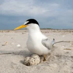Headed to the Beach? Follow These Tips for a Bird-Friendly Visit