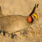 Southern Lesser Prairie-Chicken Population Declared ‘Endangered' by U.S. Fish and Wildlife Service