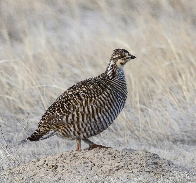 Female Lesser Prairie-Chicken. Photo by Victor Stroll/Cornell Lab. 