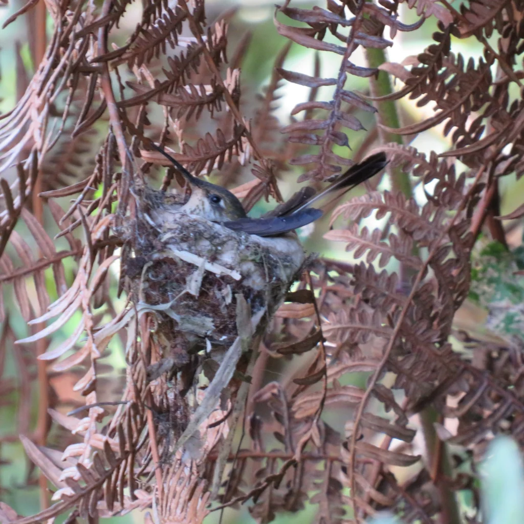 Marvelous Spatuletail female on nest. Photo courtesy of ECOAN.