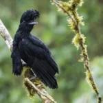 Ecuador Reserve Expansion Shields Forest Habitat from Imminent Risk of Clearing