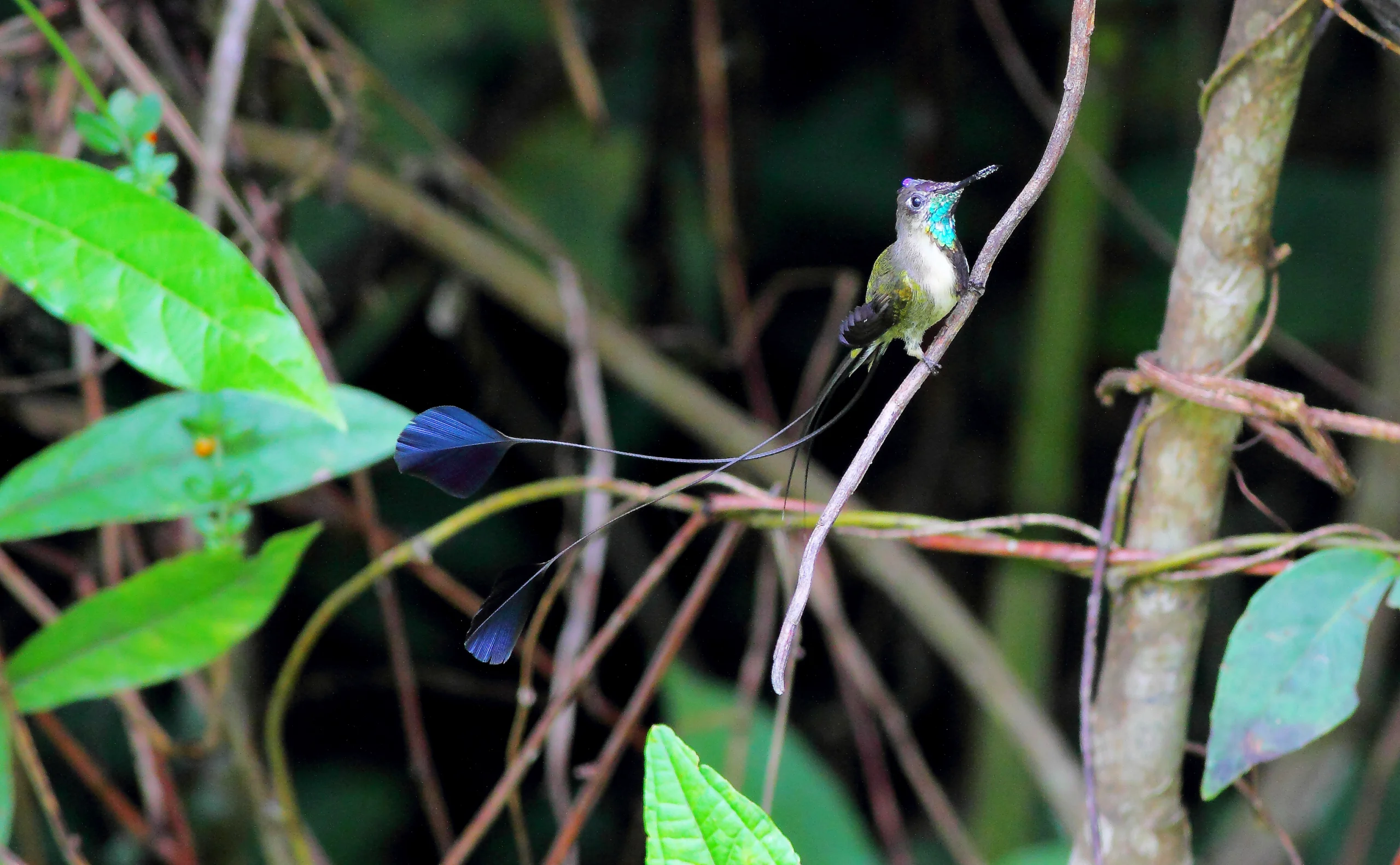 Marvelous Spatuletail. Photo by Greg Homel, Natural Elements Productions.