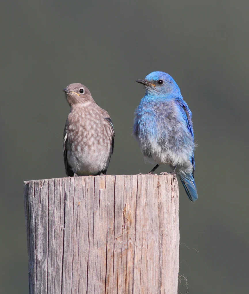 Mountain Bluebird pair. Photo by Greg Homel, Natural Elements Productions.