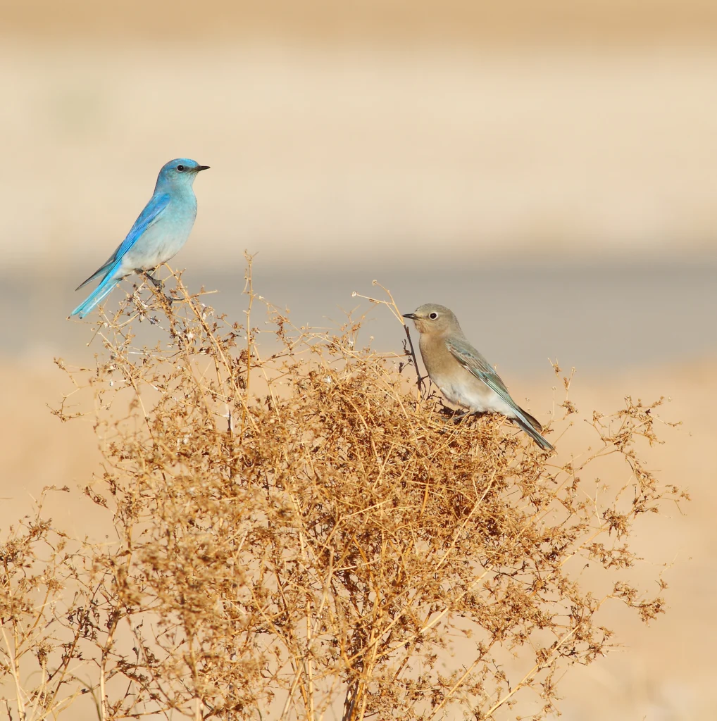 Mountain Bluebirds. Photo by Greg Homel, Natural Elements Productions.
