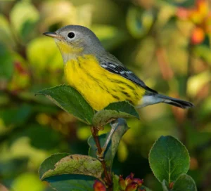 A juvenile male Magnolia Warbler perched on a branch. Rosetta McClain Gardens, Toronto, Ontario, Canada. Photo by Paul Reeves Photography, Shutterstock.