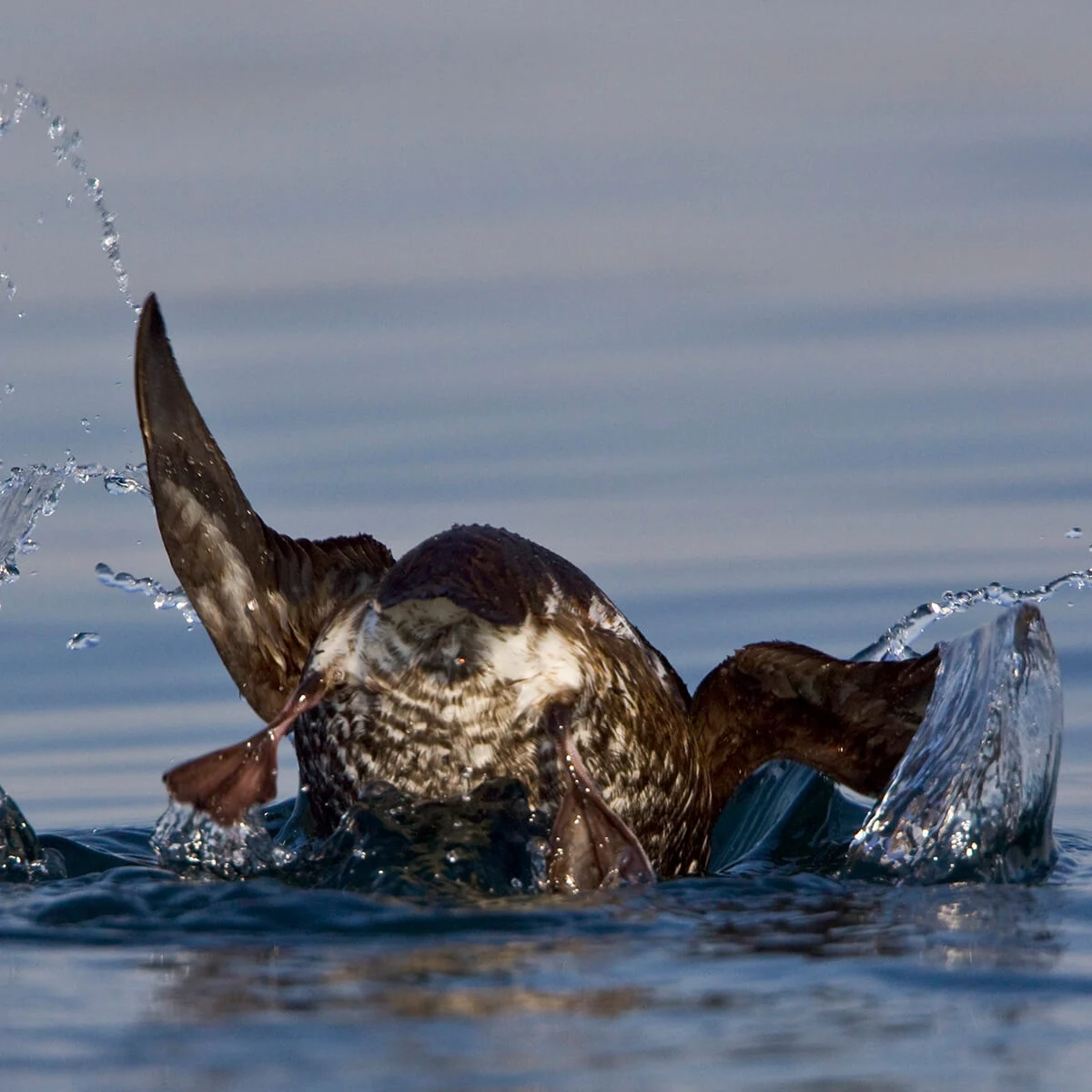 Marbled Murrelet diving by Glenn Bartley.