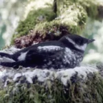 Campsite Clean-Up Initiative Launched in Oregon to Help Waterbirds Thrive