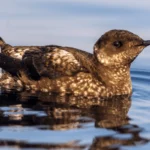 A Win for a Troubled “Forest” Seabird