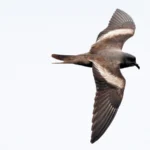 Hope for a Secretive Seabird: New ABC-Supported Reserve Provides Habitat for the Markham's Storm-Petrel
