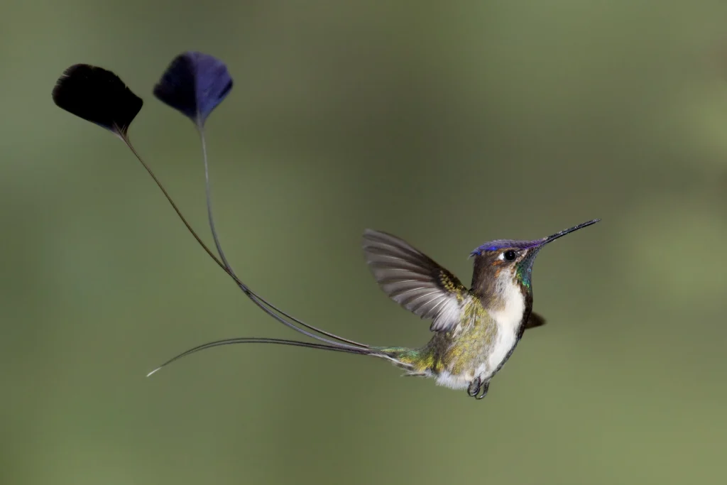 Marvelous Spatuletail. Photo by Dubi Shapiro.