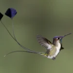 Marvelous Spatuletail. Photo by Dubi Shapiro.