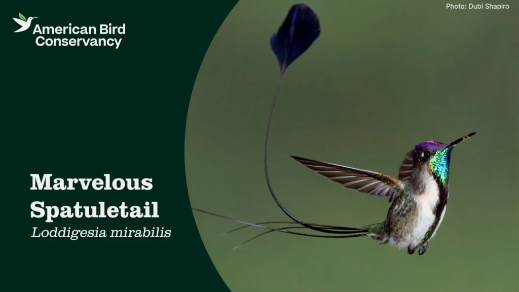 Marvelous Spatuletail Temp YT Thumb