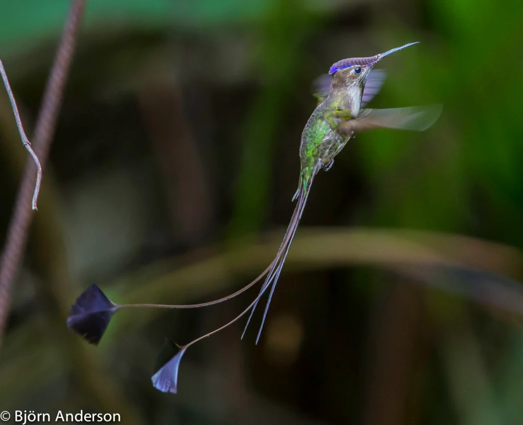 Marvelous Spatuletail. Photo by Björn Anderson.