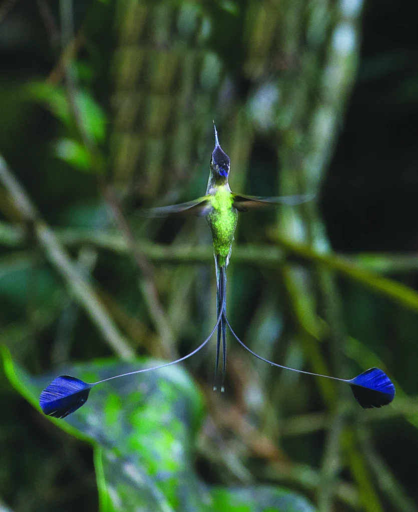Marvelous Spatuletail. Photo by Ian Merrill.