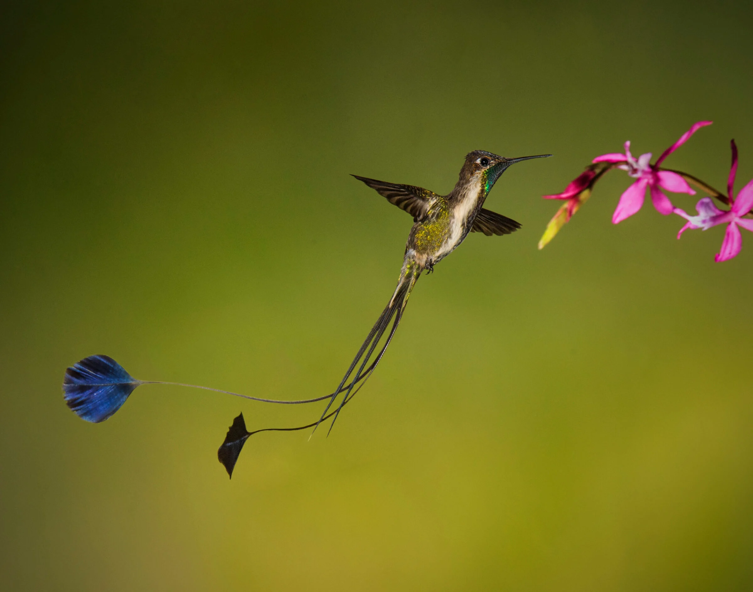 Marvelous Spatuletail feeding. Photo by Owen Deutsch, owendeutsch.com.