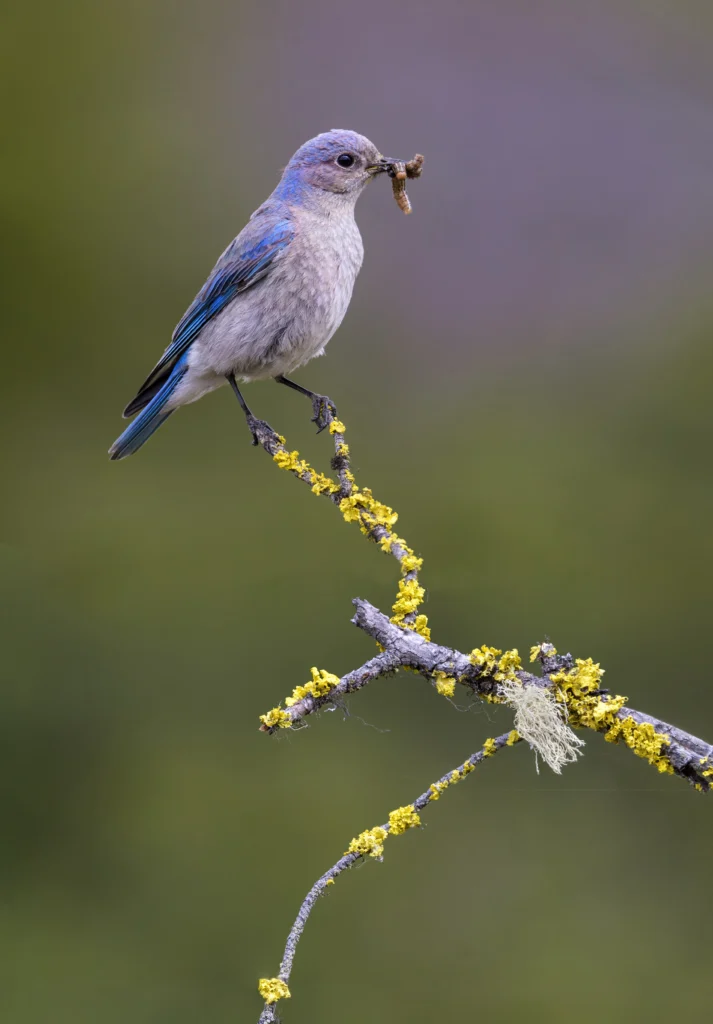 Mountain Bluebird female. Photo by Tim Zurowski, Shutterstock.