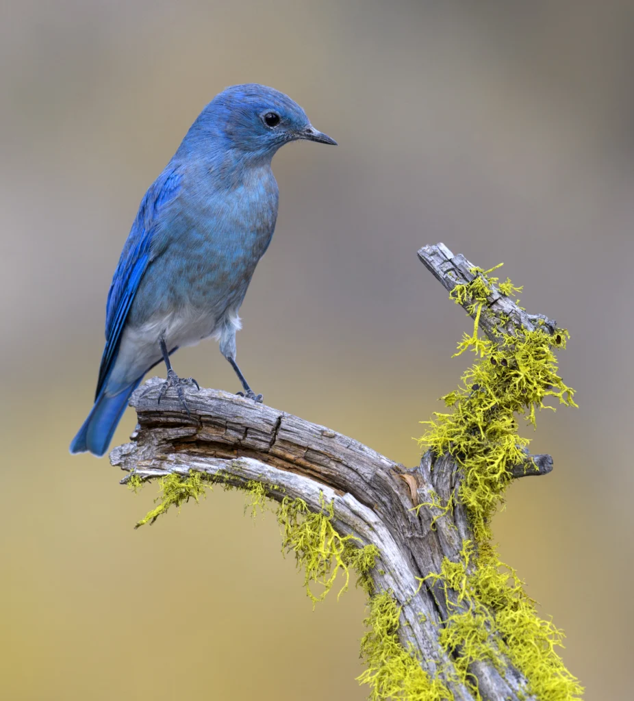 Mountain Bluebird. Photo by Tim Zurowski, Shutterstock.