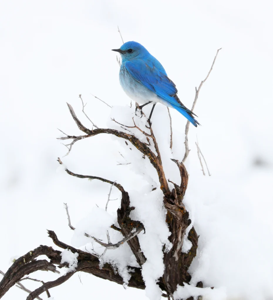 Mountain Bluebird. Photo by Ariel Celeste Photography, Shutterstock.