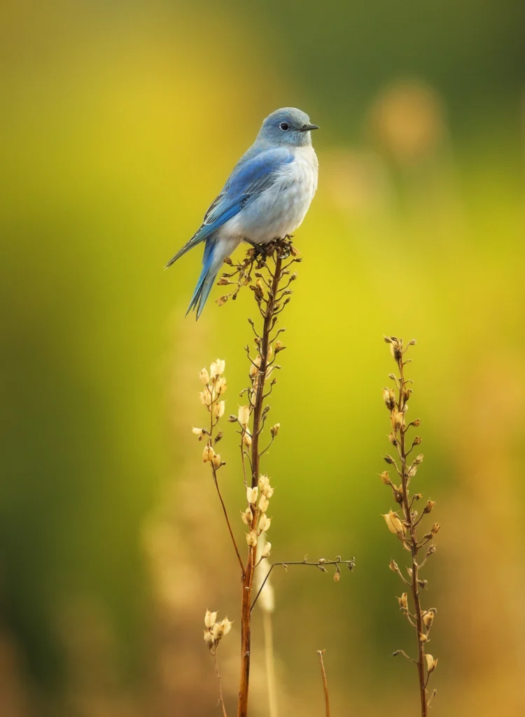 Mountain Bluebird. Photo by Chase Dekker, Shutterstock.