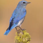 Mountain Bluebird. Photo by Tim Zurowski, Shutterstock.