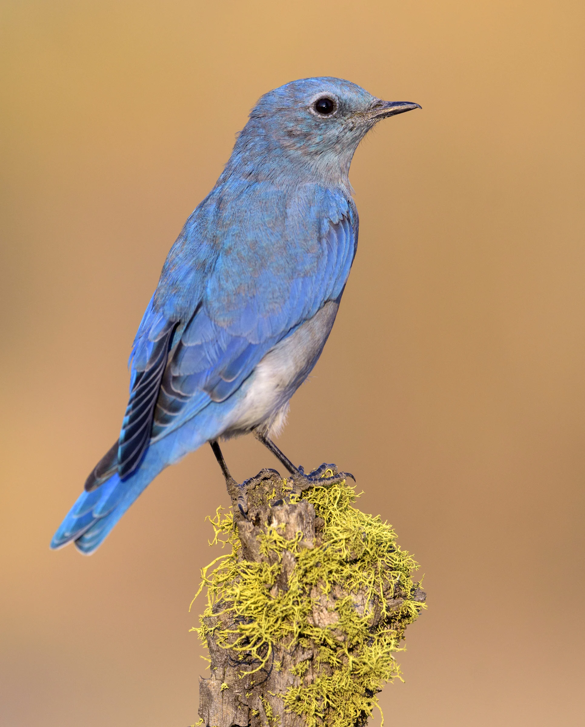 Mountain Bluebird - American Bird Conservancy