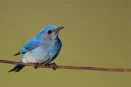 Mountain Bluebird. Photo by Tom Reichner, Shutterstock.