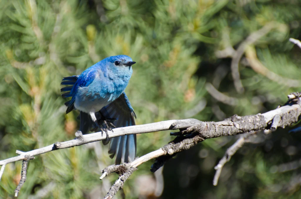 Mountain Bluebird. Photo by rck_953, Shutterstock.