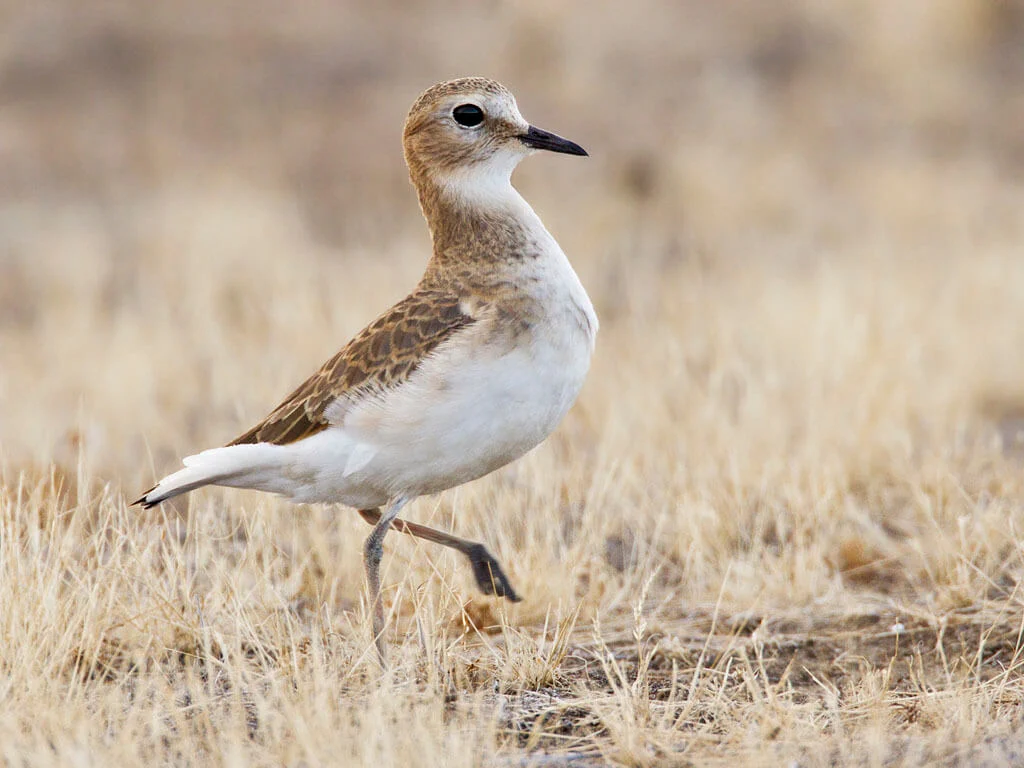 Mountain Plover. Photo by Bill Bouton (CC BY-SA 2.0).
