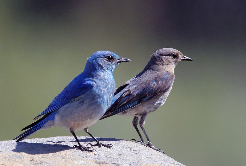Mountain Bluebird. Photo by Tom Grey.