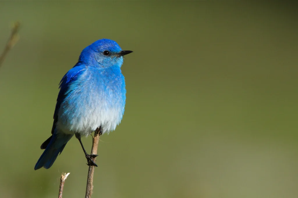Mountain Bluebird. Photo by Tom Reichner, Shutterstock.