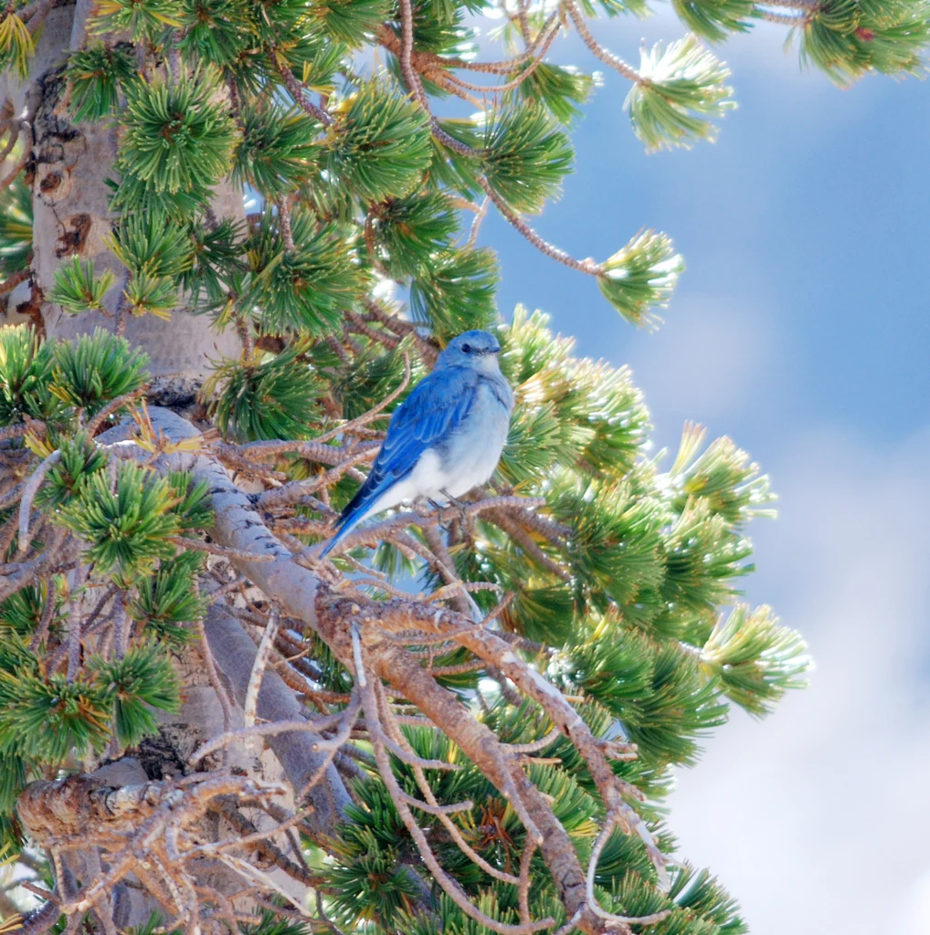 Mountain Bluebird. Photo by Daniel J Lebbin.