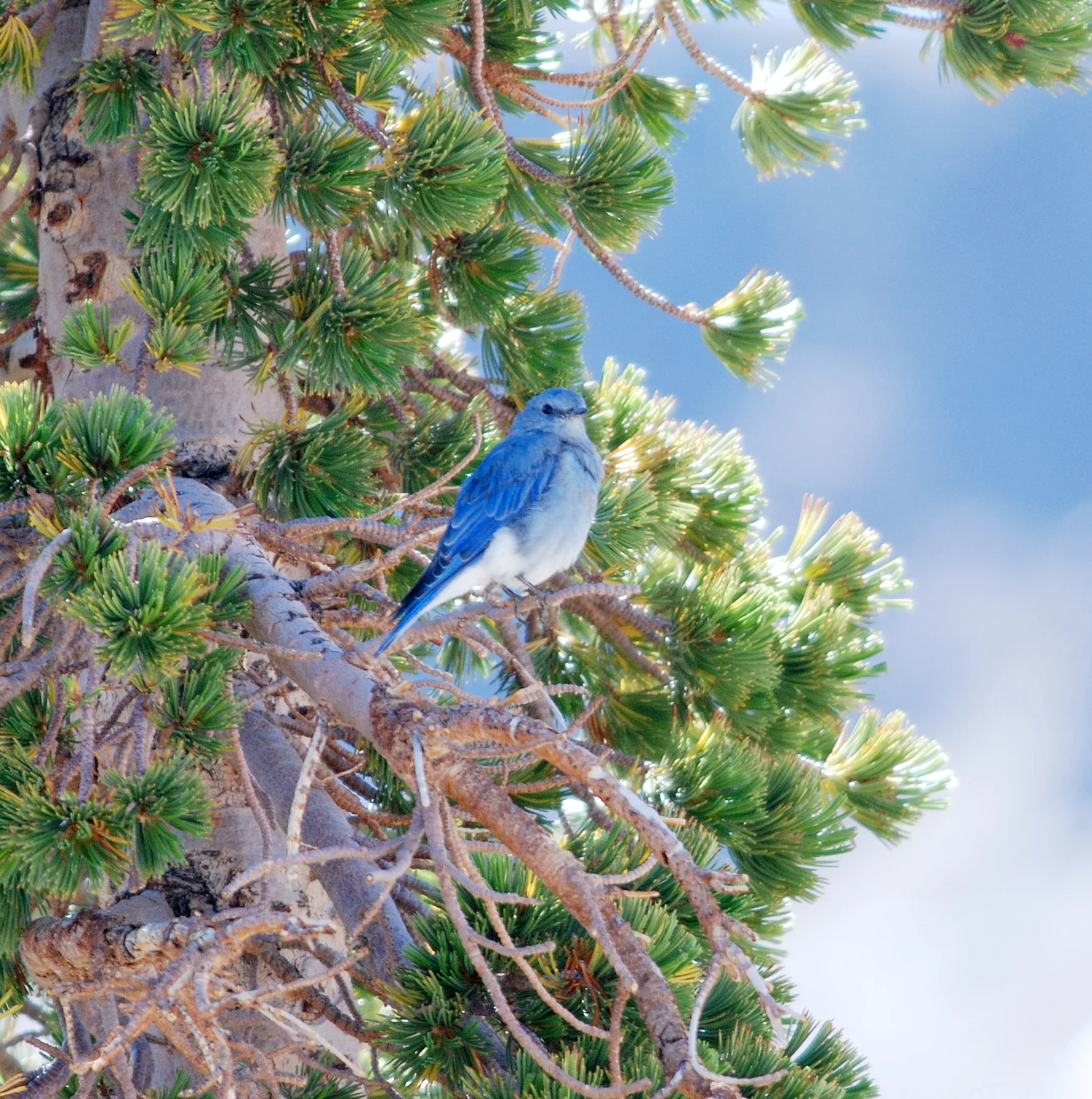 Mountain Bluebird. Photo by Daniel J Lebbin.