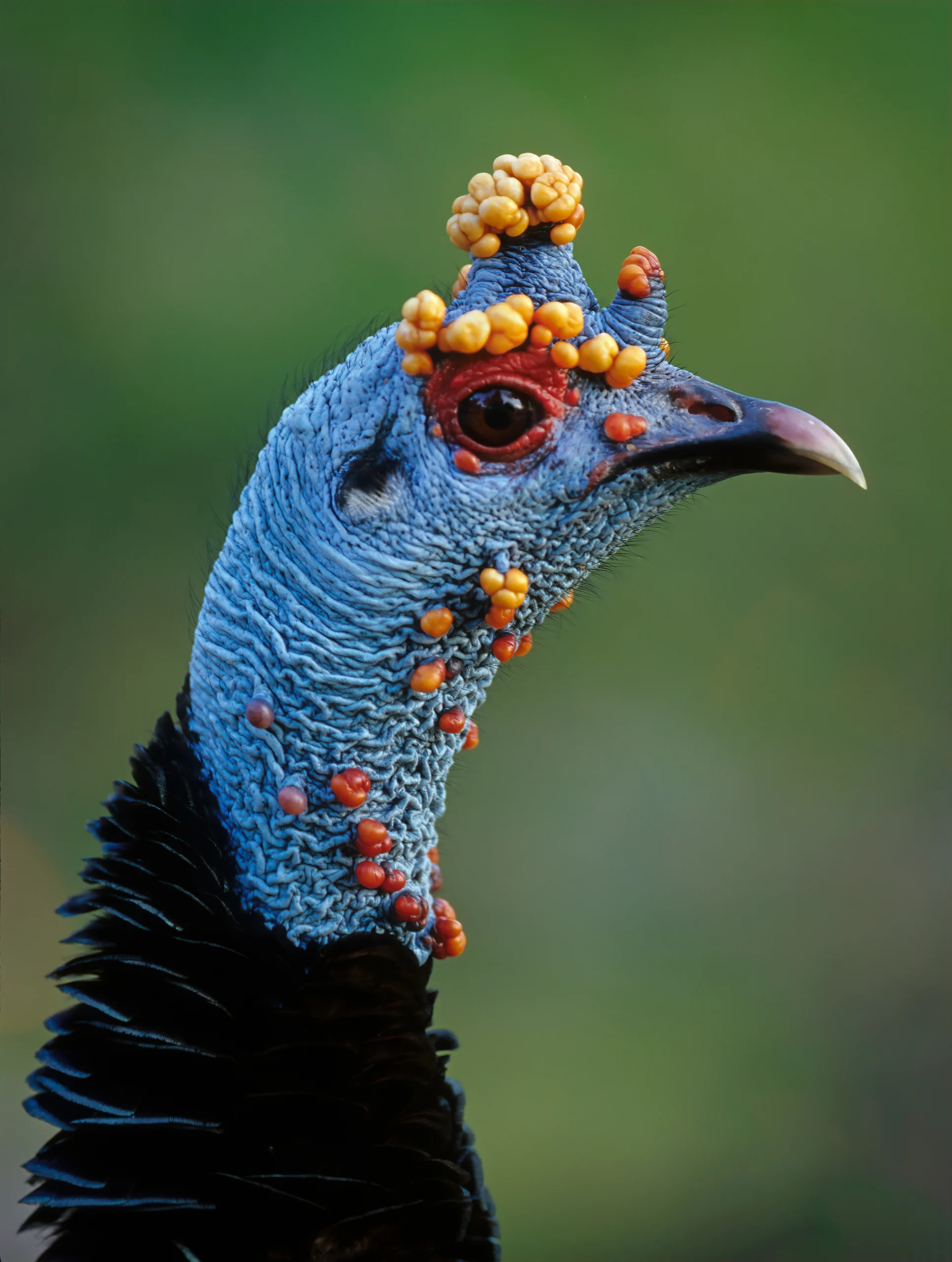 Ocellated Turkey - American Bird Conservancy