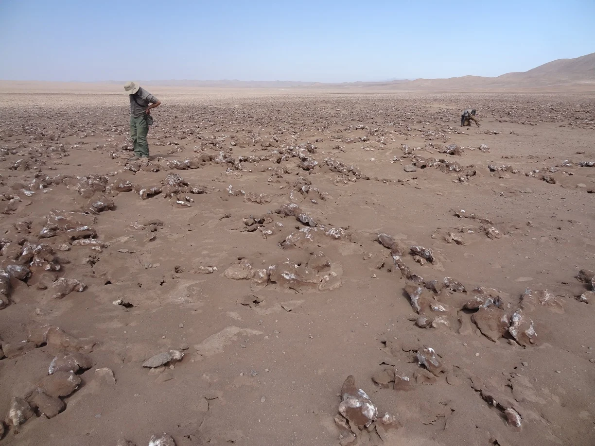Experts from ABC and our partners work throughout the Americas to conserve birds and their habitats.