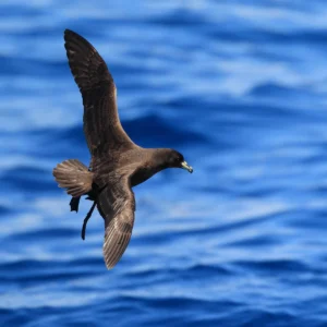 Parkinson's (Black) Petrel in flight. Photo by feathercollector, Shutterstock