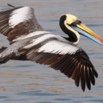 New iNaturalist Space Created to Track Avian Flu in Seabirds