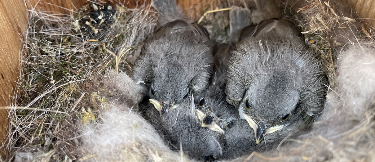 Black-crested Titmouse nestlings. Photo by Alex Lamoreaux, Macaulay Library at the Cornell Lab of Ornithology.