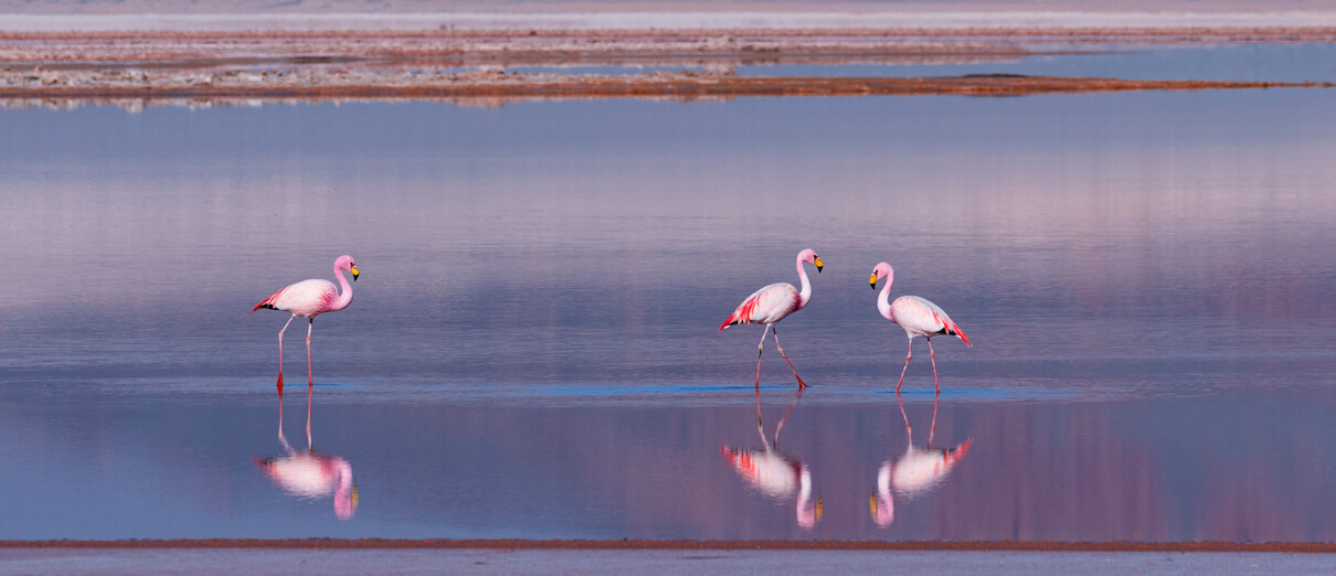 James's Flamingos by Juan Carlos Munoz, Shutterstock