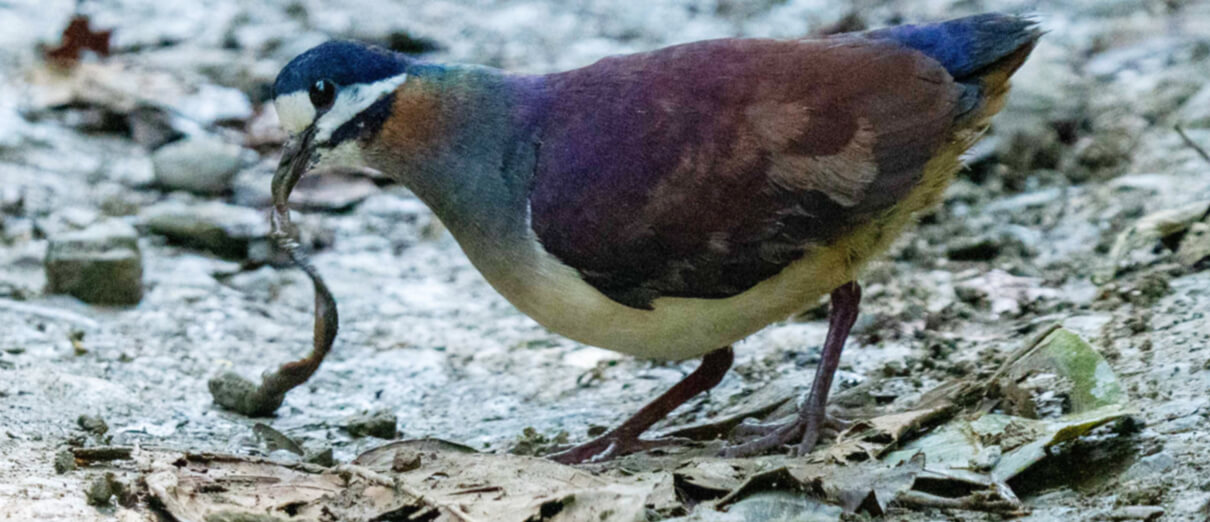Purple Quail-Dove with prey by Ken Bock, Macaulay Library at the Cornell Lab of Ornithology