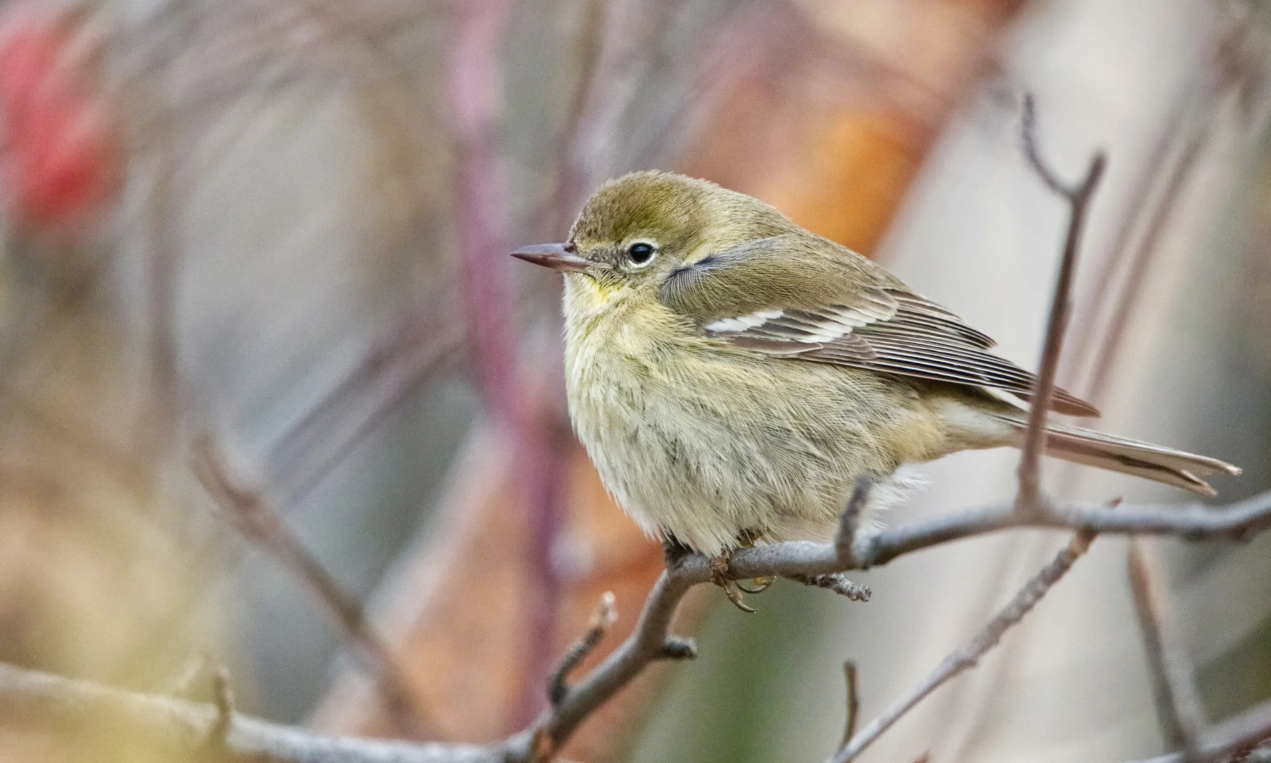 Immature Pine Warbler perched on thin branch. Photo by Joel Weatherly, Macaulay Library at the Cornell Lab of Ornithology.